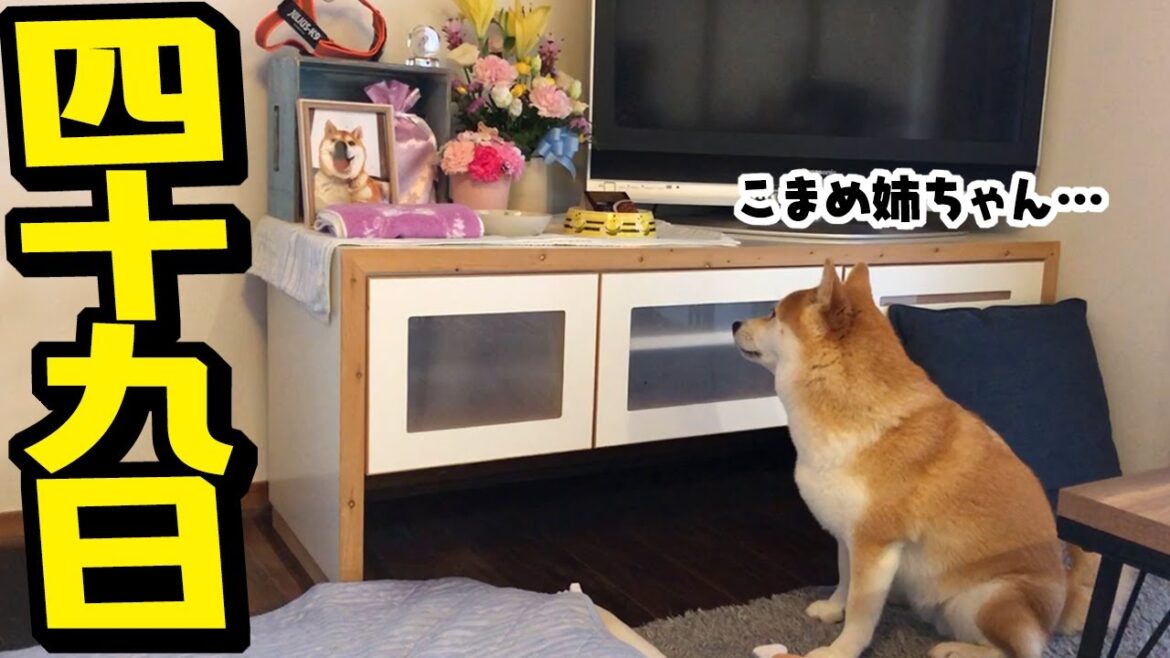 柴犬こまめの四十九日を迎えました