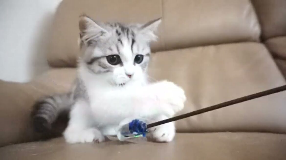 セルカークレックス子猫　2023.6.18産まれ 　ブラックタビー&ホワイト　　男の子　シーダキャット猫のお店