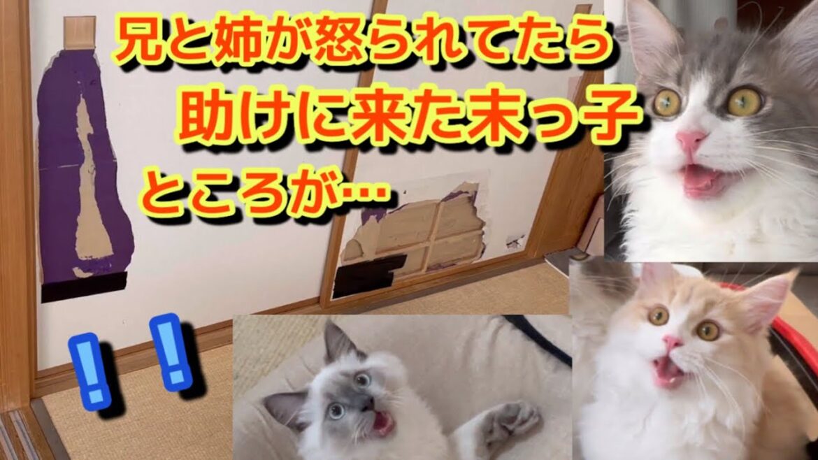 兄弟愛って素敵　ところが… 猫を飼うとこうなります（うちだけかも）助けに来た猫　家がボロボロにさせていく… サイベリアンは賢い　怒られていることを理解している？　猫を飼うデメリット