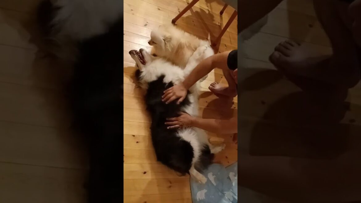犬の芸【ジャーン】とはなんだ！ボーダーコリーコマンド #shorts
