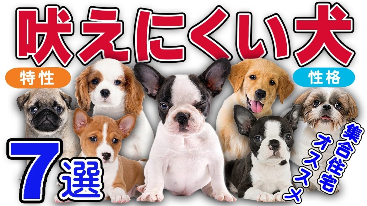 【集合住宅オススメ】静かに過ごしたい飼い主さん必見！吠えにくい犬種７選