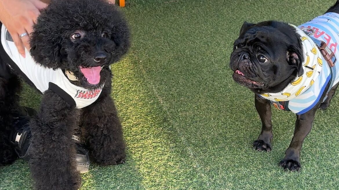 【爆笑】超絶変な声で会話をするパグとトイプードルw 【爆笑】超絶変な声で会話をするパグとトイプードルw