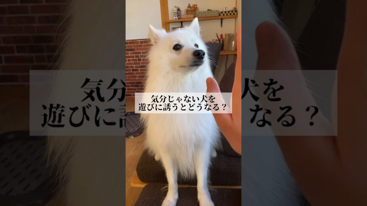 ツンデレの向こう側が見えた#japanesespitz #shorts #日本スピッツ