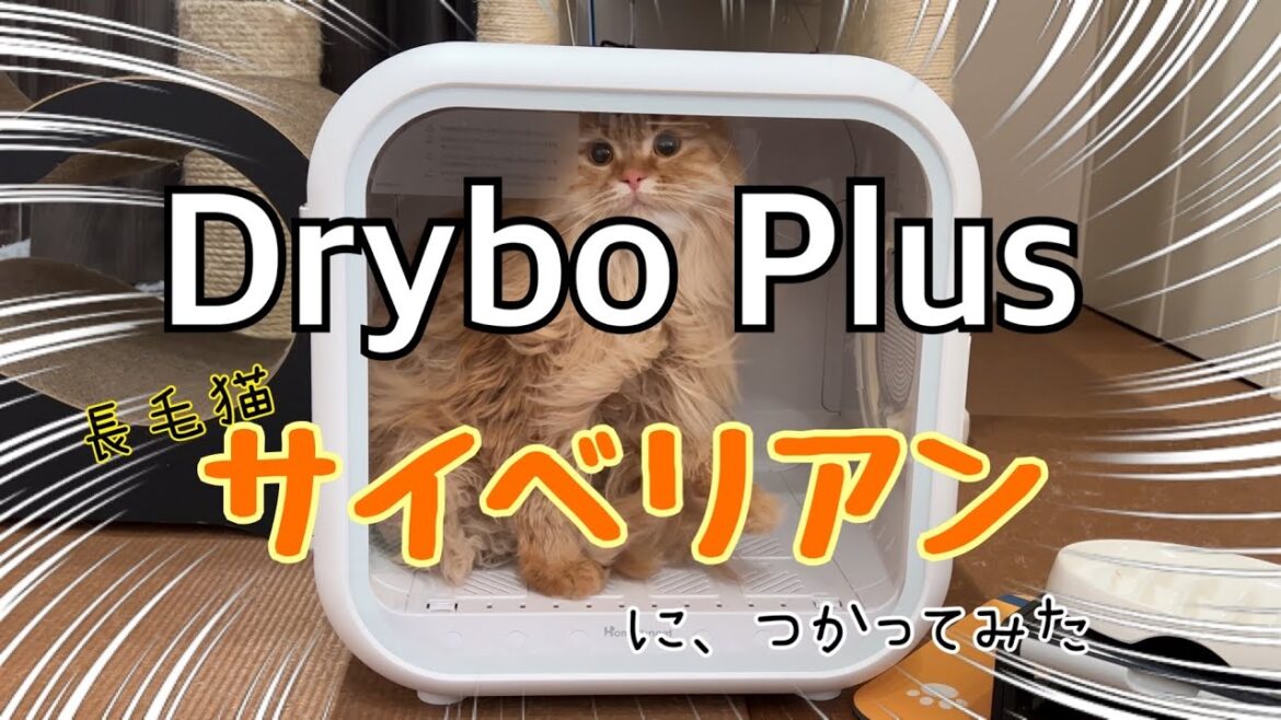 ペット用ドライヤーハウス「Drybo Plus」を長毛猫サイベリアンに使用してみた結果 (Homerunpet) ペット用ドライヤーハウス「Drybo Plus」を長毛猫サイベリアンに使用してみた結果 (Homerunpet)