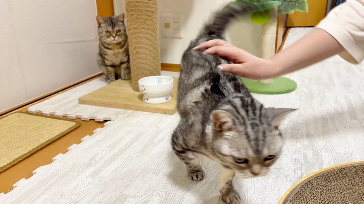 お客さんに甘えまくるあい様のことを木陰から見守る巨人の星みたいなポッポママ