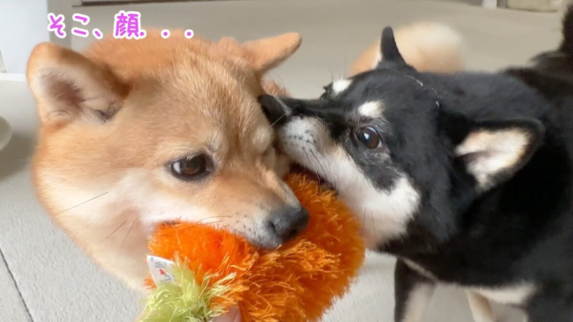 おもちゃを噛んだら顔を噛んでしまった柴犬