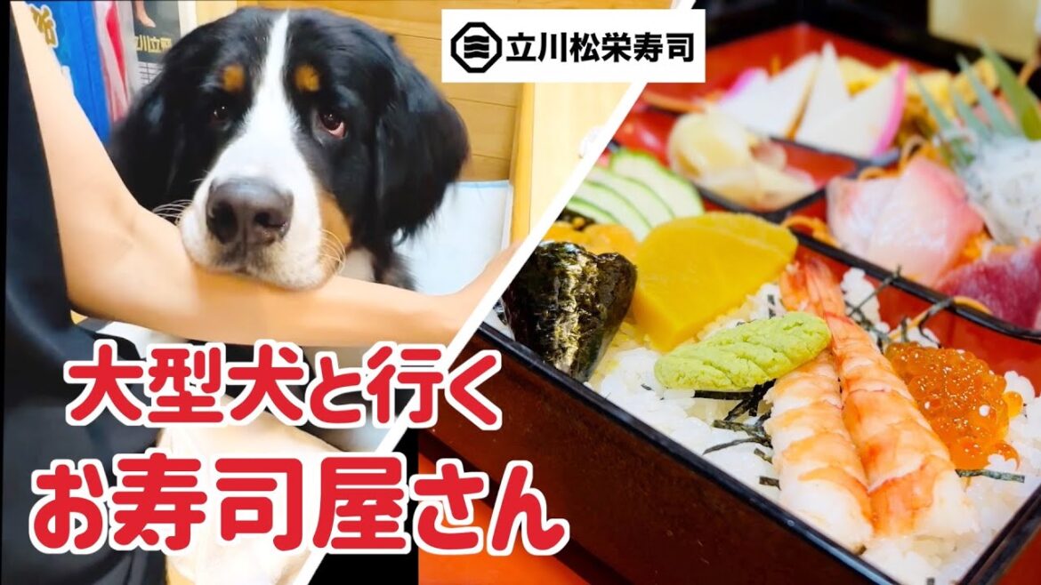 「お寿司屋さん」にバーニーズマウンテンドッグと行ってきました