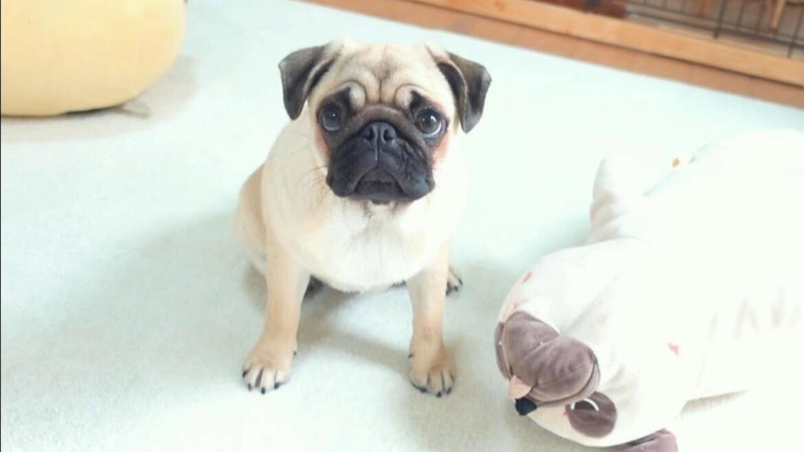お気に入りのぬいぐるみが血まみれになる事件が起きました…。Noi's favorite stuffed animal is covered in blood...【パグ、pug】