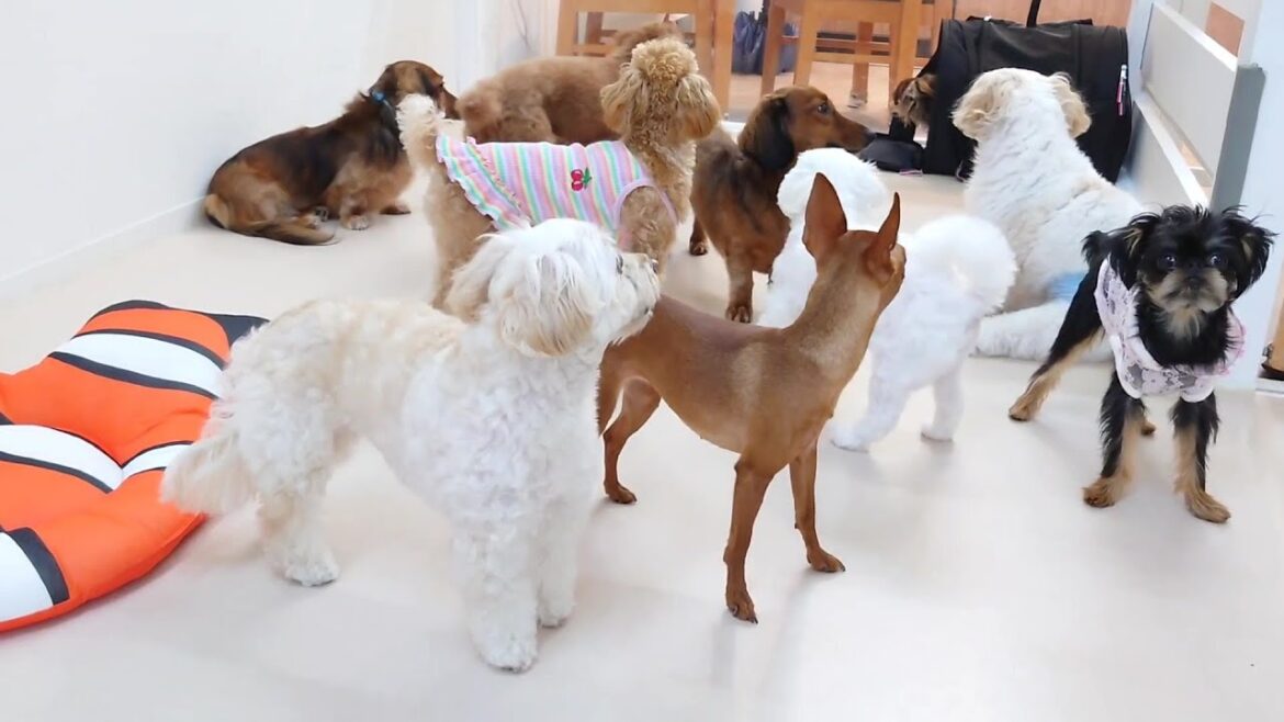 新顔チワックスの出待ちが多すぎる　🐶ひみつきちなう！②🐶  2023年9月8日