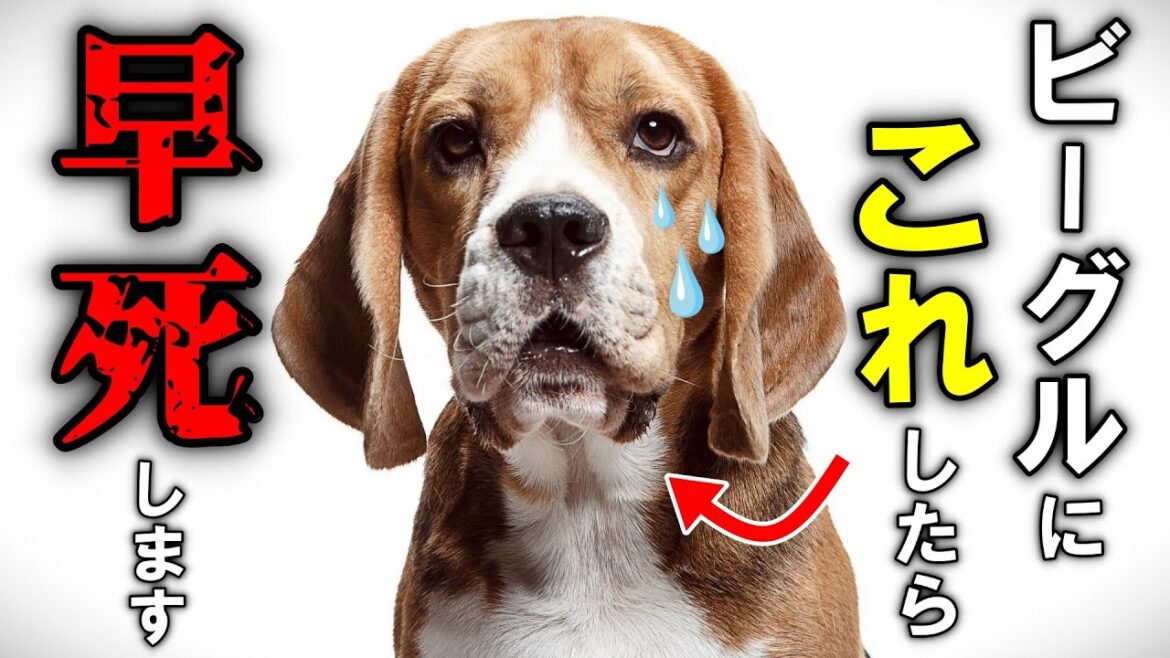 ビーグルが健康で長生きするための秘訣
