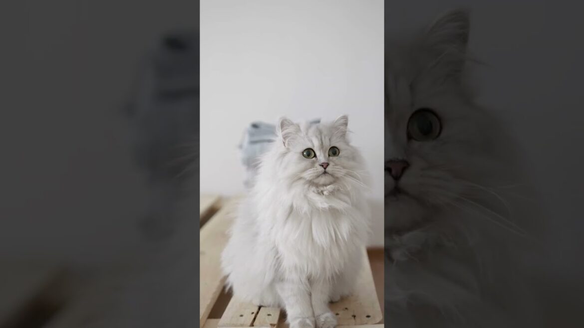 Cute cats🐾 Fact 06😍#youtubeshorts #cute #cat #pets #viral #kitten #animal