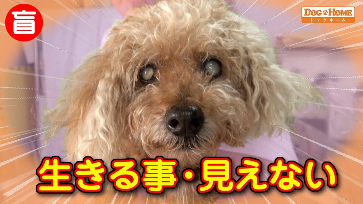 ハイシニア犬 目の見えない子のシャンプー【トイプードルのココちゃんのシャンプー編】 ୨୧∵トリミング サロン DOG HOME ドッグホーム∵୨୧ ハイシニア犬 目の見えない子のシャンプー【トイプードルのココちゃんのシャンプー編】 ୨୧∵トリミング サロン DOG HOME ドッグホーム∵୨୧