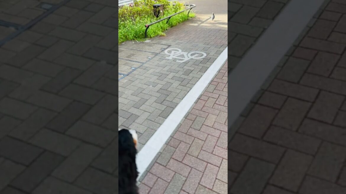 散歩中に鳩を発見したバーニーズマウンテンドッグ