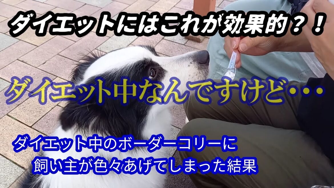 ダイエット中のボーダーコリーに色々とあげた結果