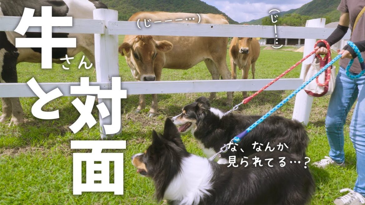ボーダーコリーとオーストラリアンシェパードの本能発揮か！？ 牧場「船方農場」へ行ってきました