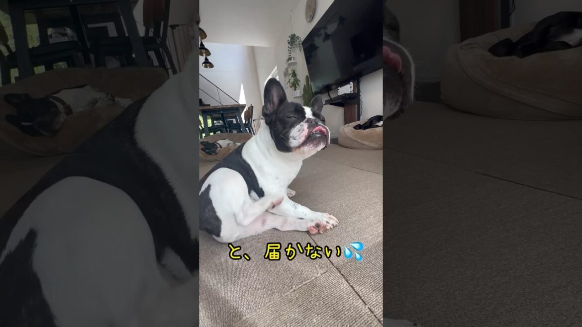 かい〜の🌀🌀🌀 #フレンチブルドッグ#フレブル #フレブル6兄弟 #shorts#shortsvideo #frebull #frenchbulldog