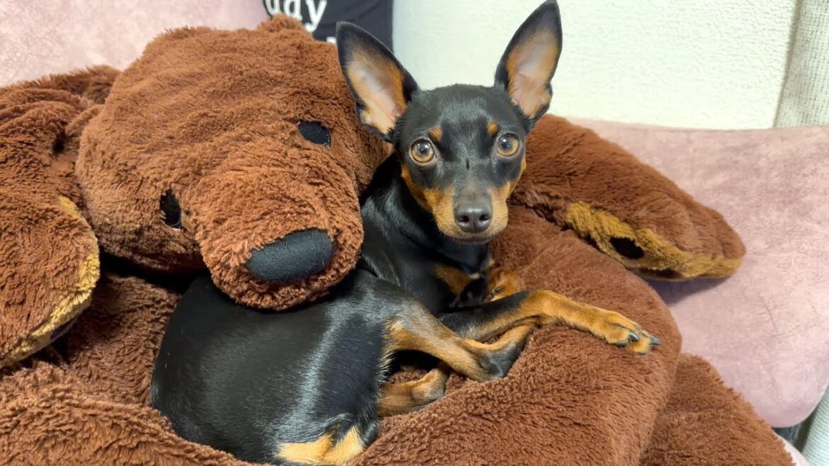 ミニピンという犬が干物になるまで