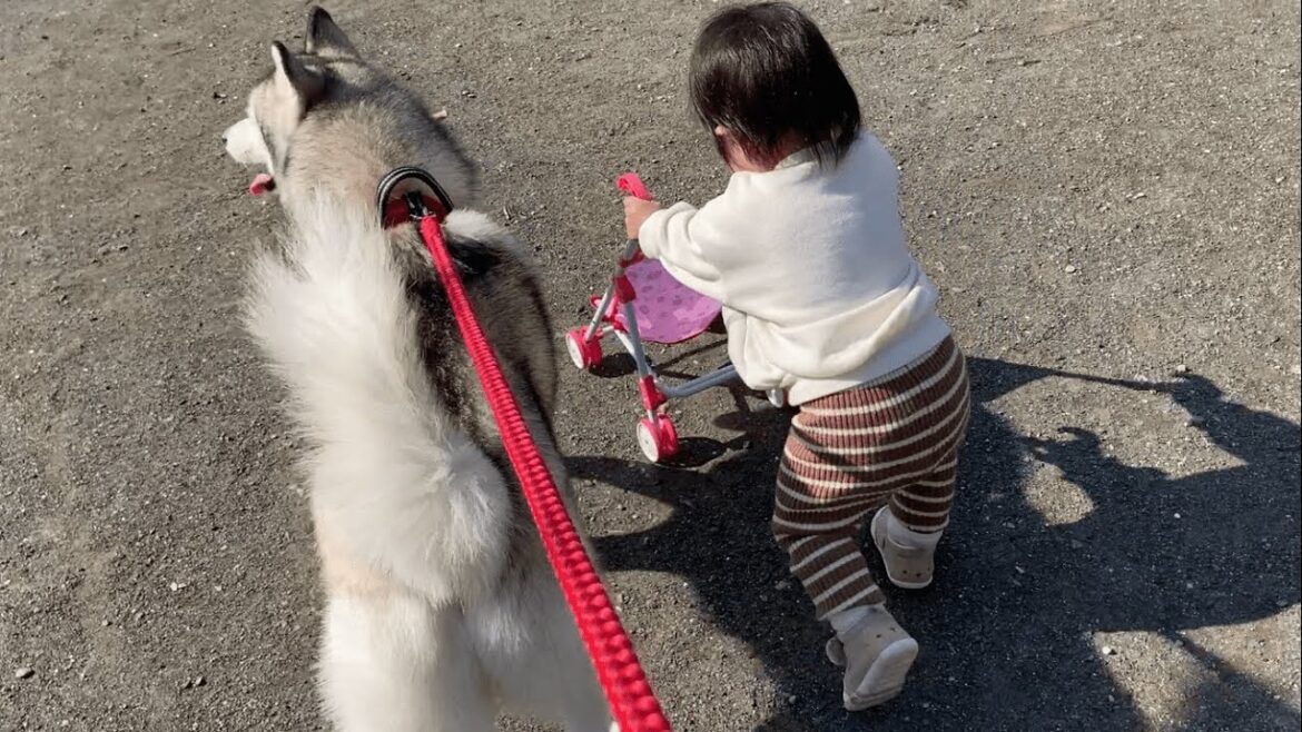 隣で子供を見守ってあげる優しいシベリアンハスキー犬