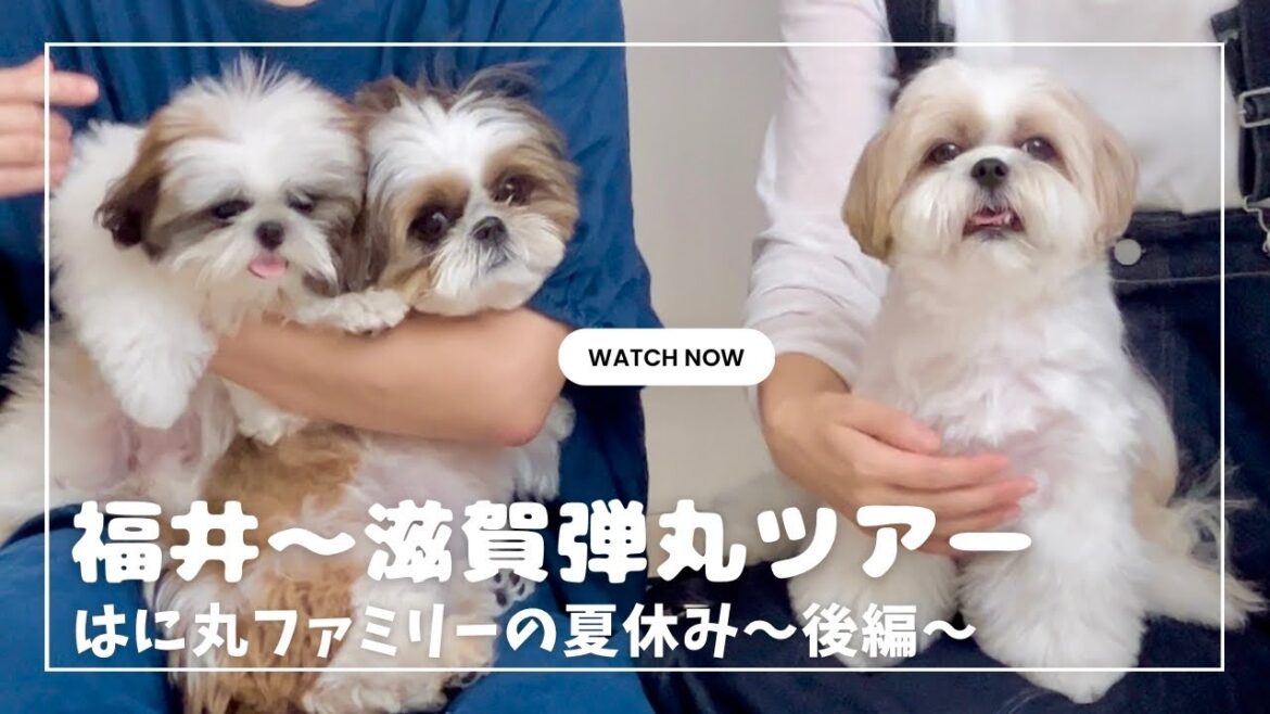 【シーズーと子供の夏休み②】福井〜滋賀弾丸ツアー！犬と行くならココ！おすすめスポットもご紹介 / We went on a trip with our Shih Tzu and our son.