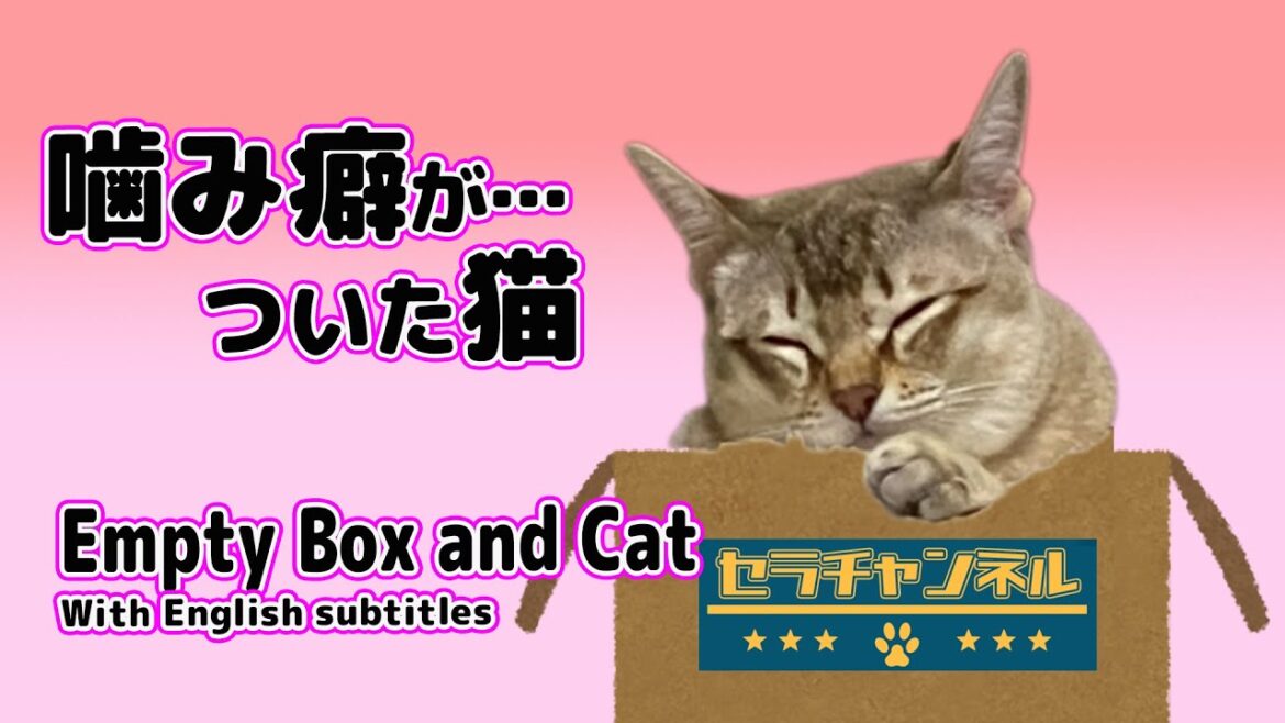 【シンガプーラ】人の手はおもちゃと思っているセラ社長！噛み癖…A cat thinks of its owner's hand as a toy #kitten #singapura #cat #子猫