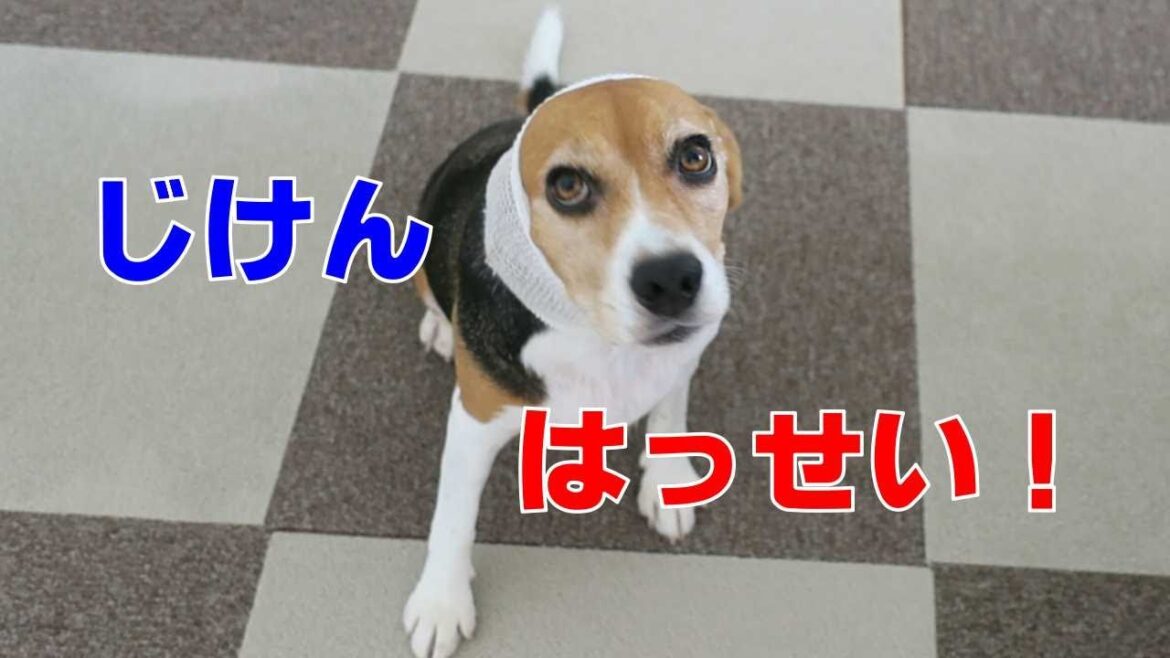 じけんぼ 【おてんばビーグルふくちゃん】その249