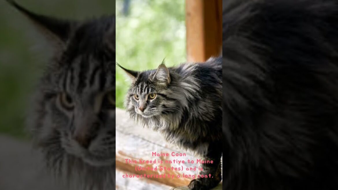 Most Unique Cats Breeds in the World #most #cats #breed #world #variety #domestic #define #mix Most Unique Cats Breeds in the World #most #cats #breed #world #variety #domestic #define #mix