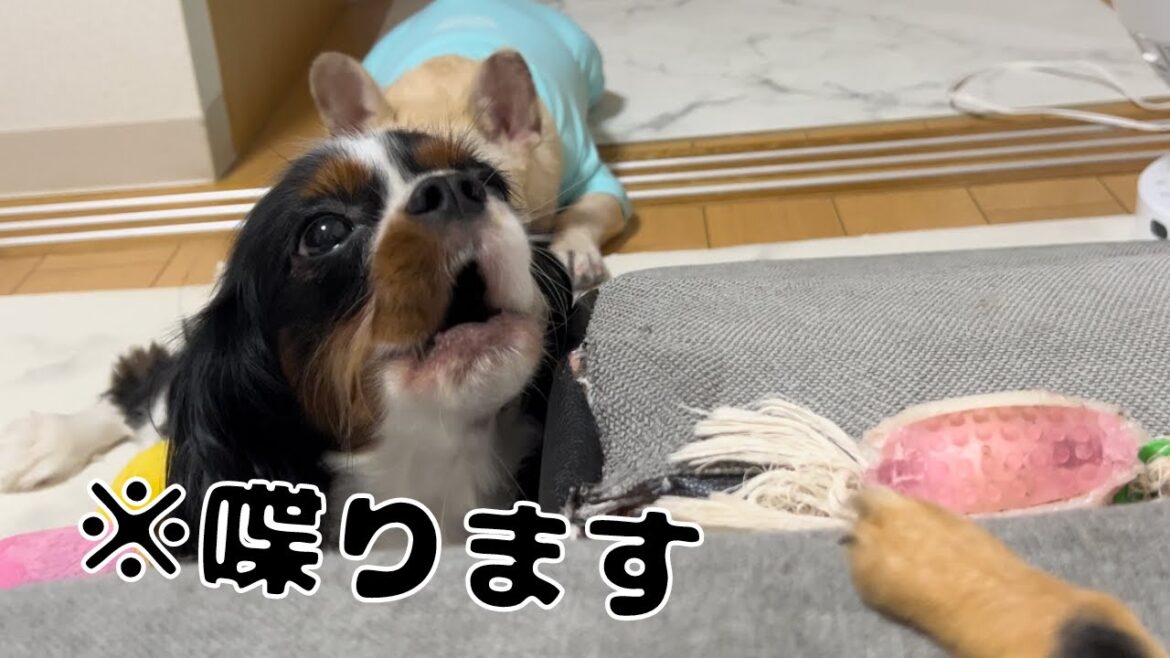 【衝撃】我が家の愛犬が…まさかのお喋り！？#フレンチブルドッグ #キャバリア #チワワ #多頭飼い #いぬ