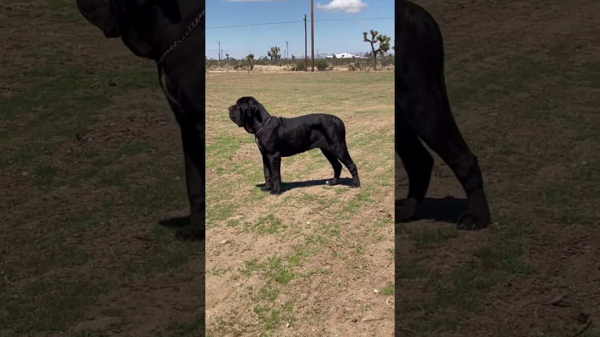 El Bebé Del Manicomio 11 month Neapolitan Mastiff