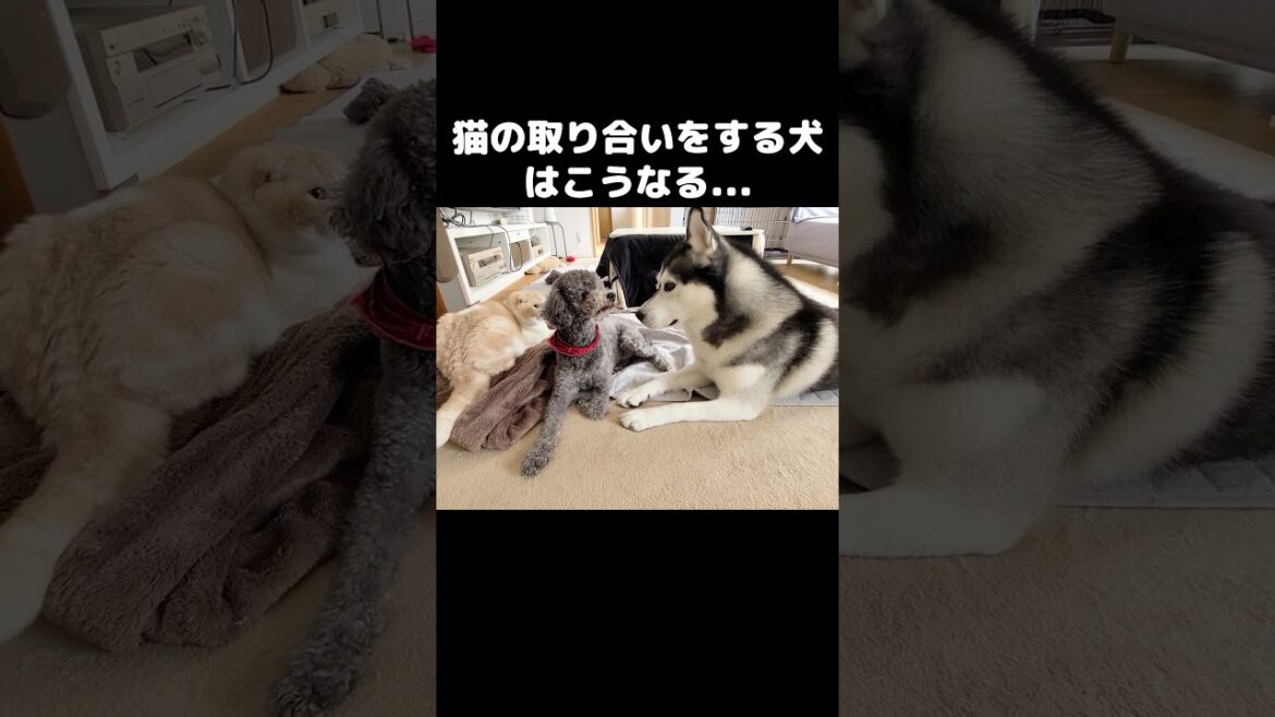 猫の取り合いをする犬はこうなる...笑#shorts