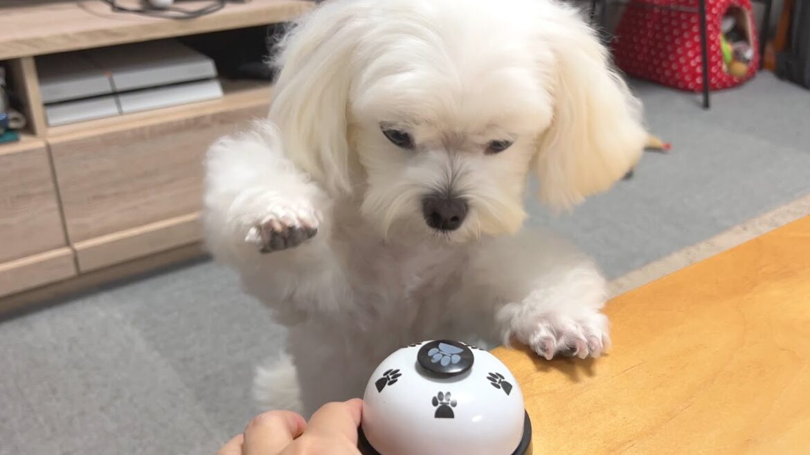 机の上にあるベルを鳴らしておやつを催促する犬が天才すぎてメロメロってワケ【マルチーズ】