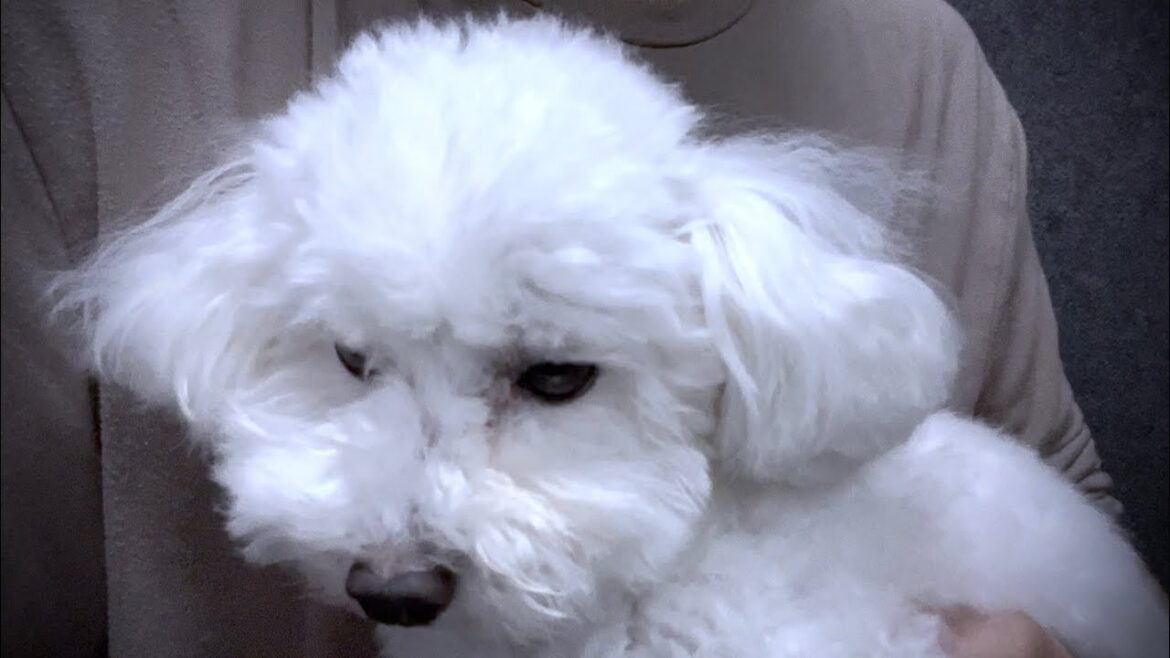 今日から愛犬とテント暮らしです