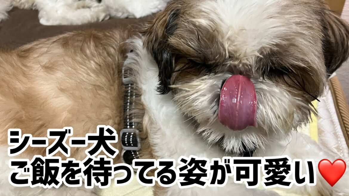 シーズー犬のご飯を待ってる姿が可愛い‼️