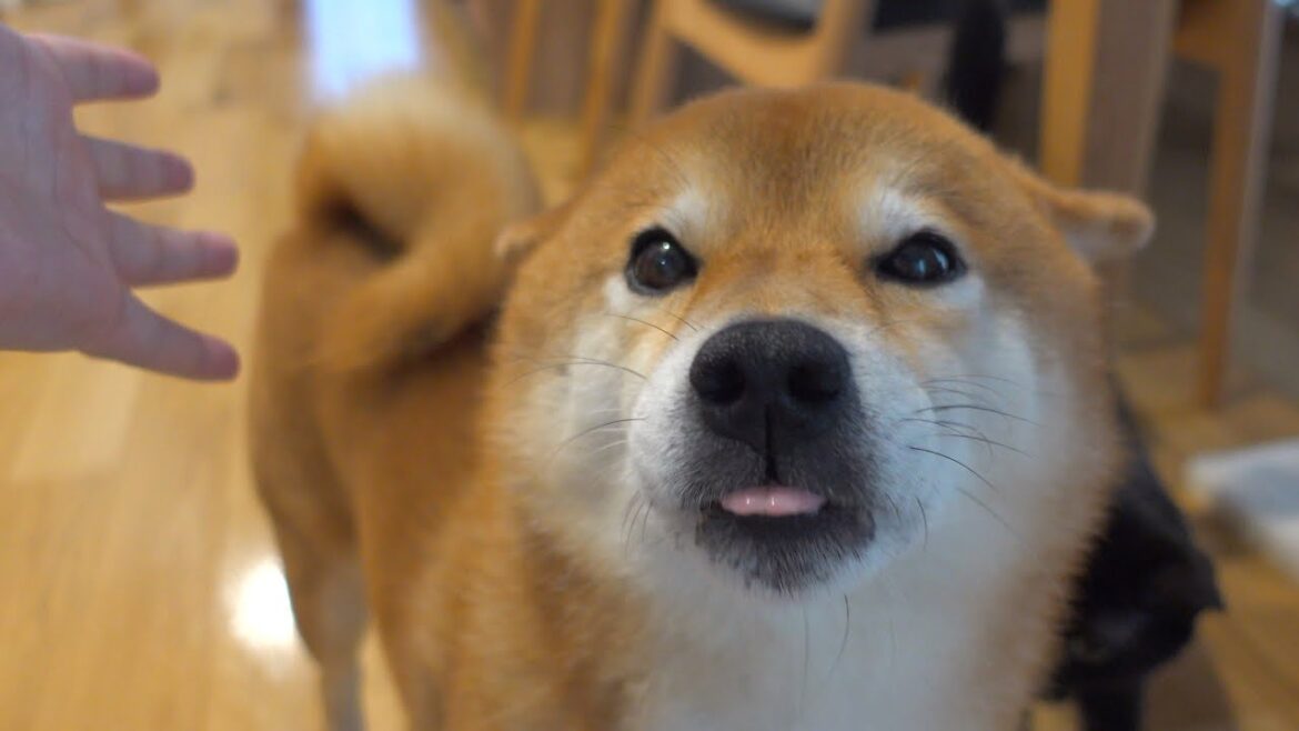 柴犬に数年ぶりに魔法の言葉を唱えたら可愛さで悶絶しました。。