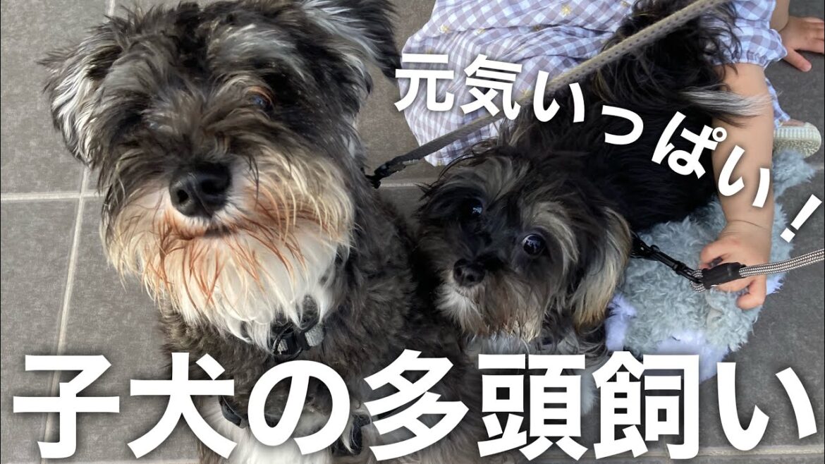 【多頭飼い】子犬2匹との生活　ミニチュアシュナウザー　マルポメ