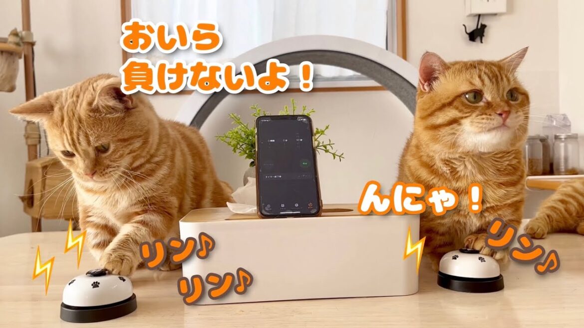 ぽちゃくんとちゃーぼーベル鳴らし30秒一本勝負！ #猫 #マンチカン