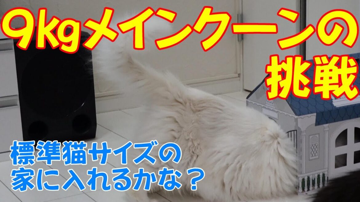 9キロメインクーンの挑戦