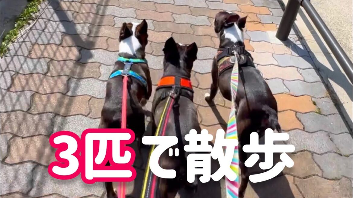 3兄弟で散歩　ボストンテリア
