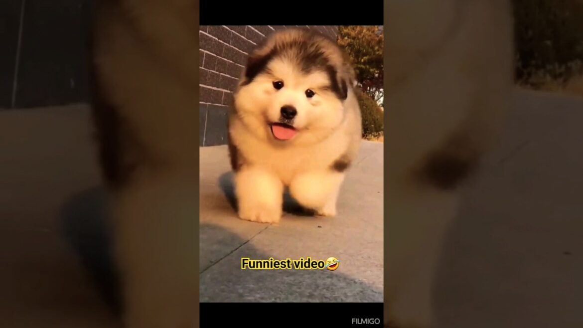 Funny dog video😉😂🤣🤣 #funny#funnyvideo#memes #shorts#short#viral#shortvideo#tiktok#reels#new#trending