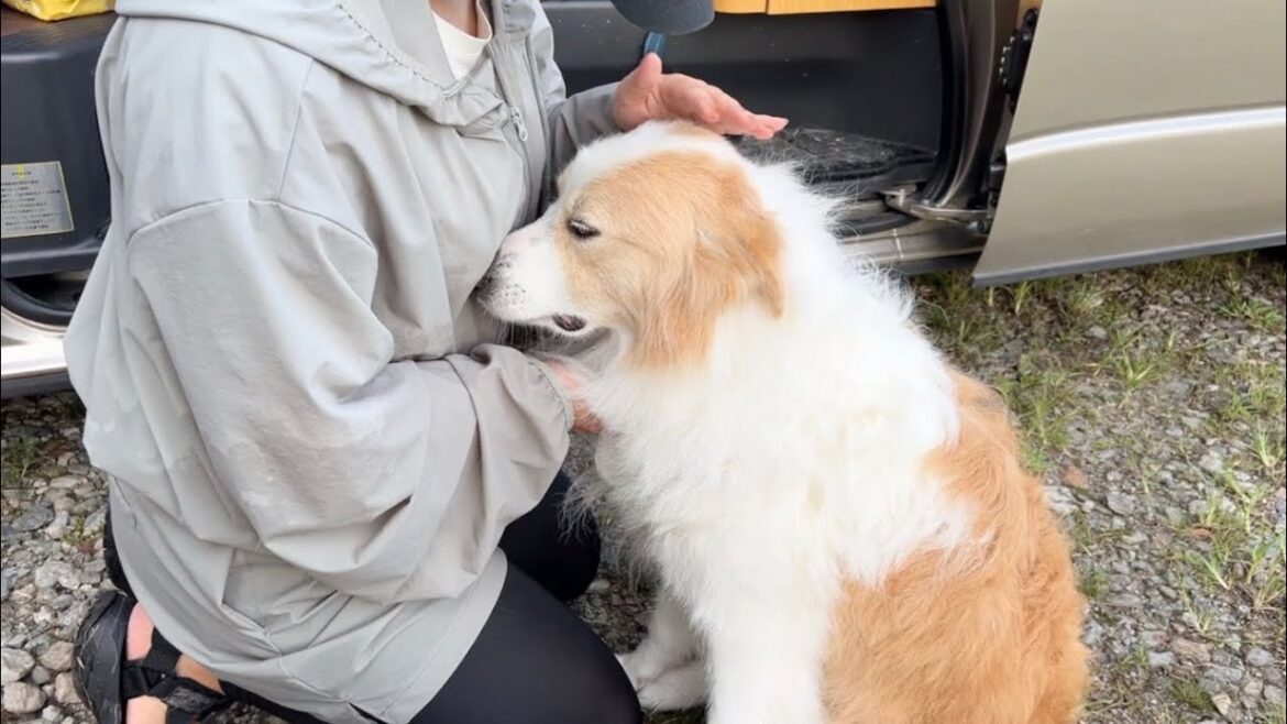 眠いのに、まだ遊びたいと赤ちゃんみたいにグズッてしまう犬に母性本能がくすぐられます…【#ボーダーコリー】 眠いのに、まだ遊びたいと赤ちゃんみたいにグズッてしまう犬に母性本能がくすぐられます...【#ボーダーコリー】