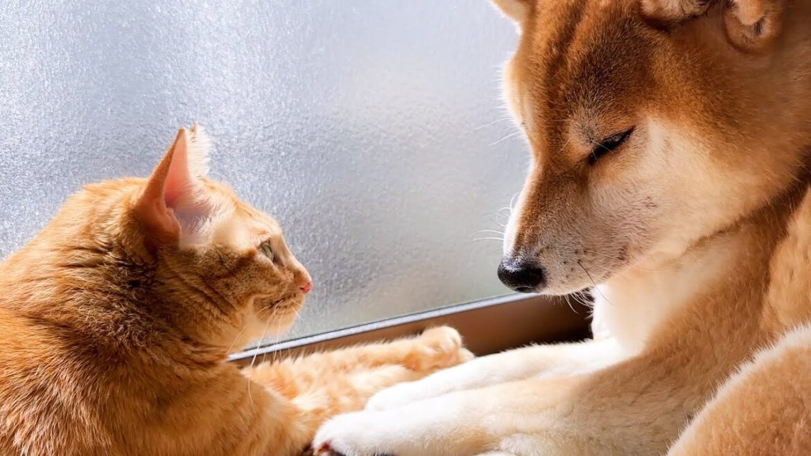 猫に甘えて欲しくてさりげなく移動しまくる柴犬