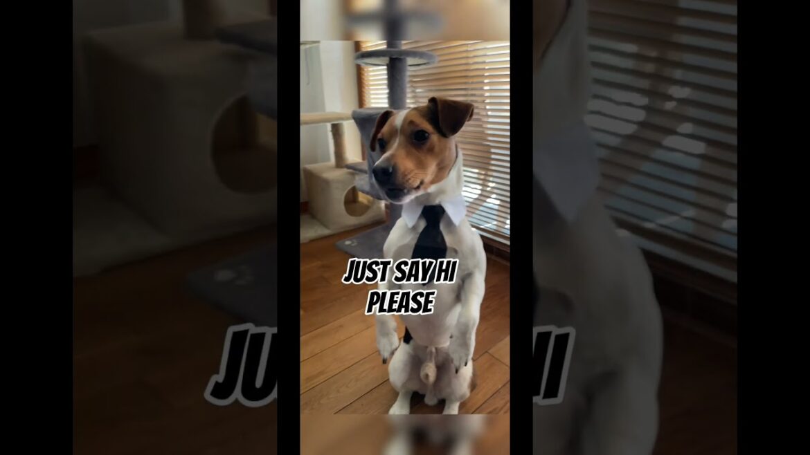 👋 please say hi to my dog! #fog #doglover #dogs