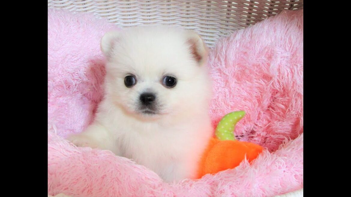 ☆中山店☆ミックス（ポメラニアン×ペキニーズ）☆9/10お家が決まりました♪