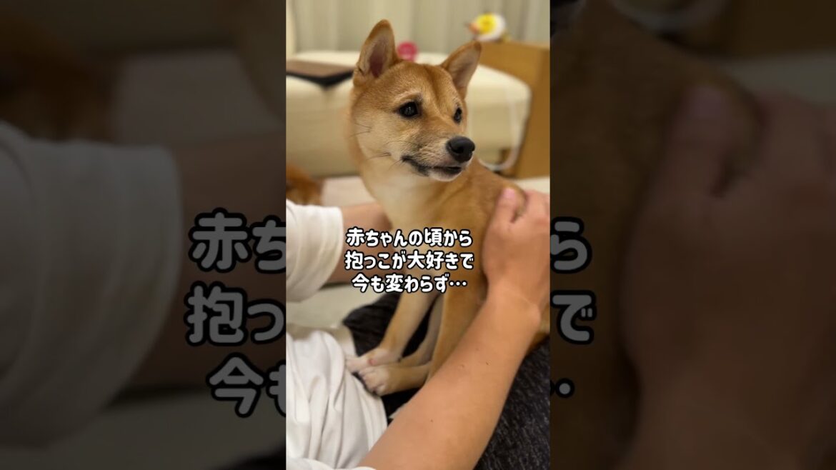 眠くなると飼い主に甘えにくる豆柴がかわいい　#Shorts
