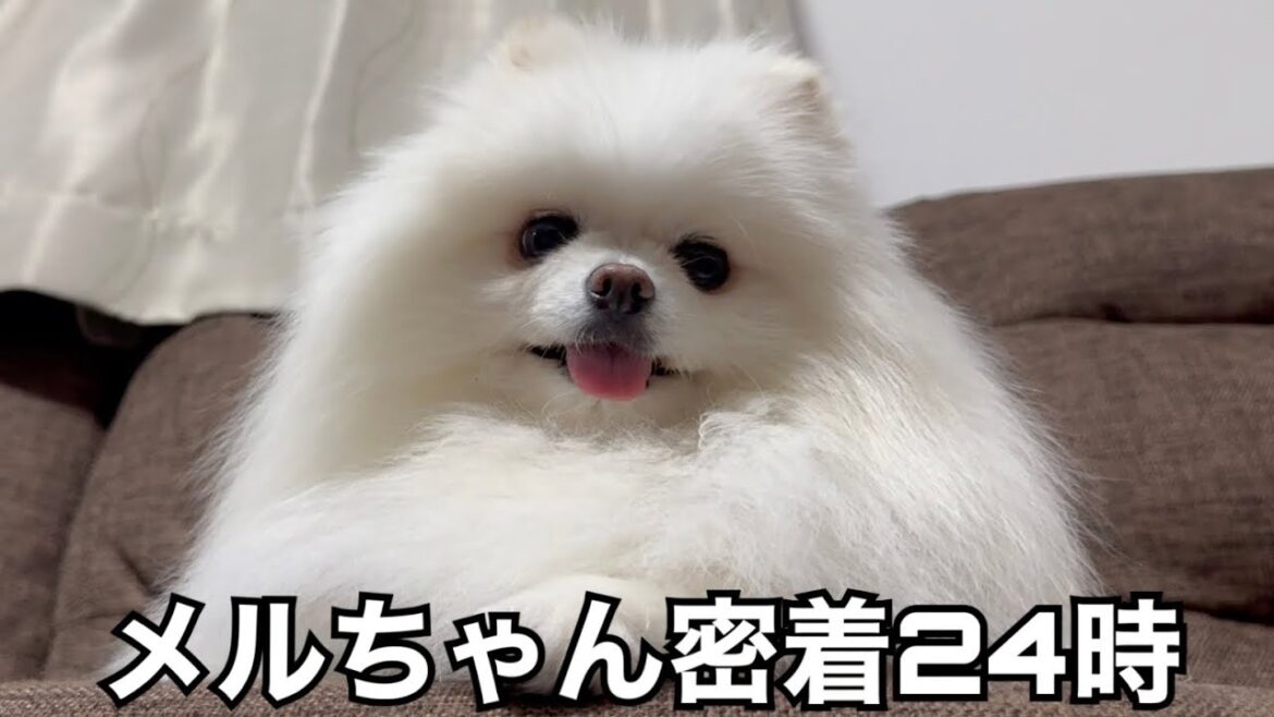 【激かわルーティン】ポメラニアンメルの1日に密着してみた