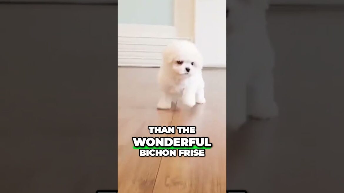 Bichon Frise | One of the Most Charming Dogs Bichon Frise | One of the Most Charming Dogs