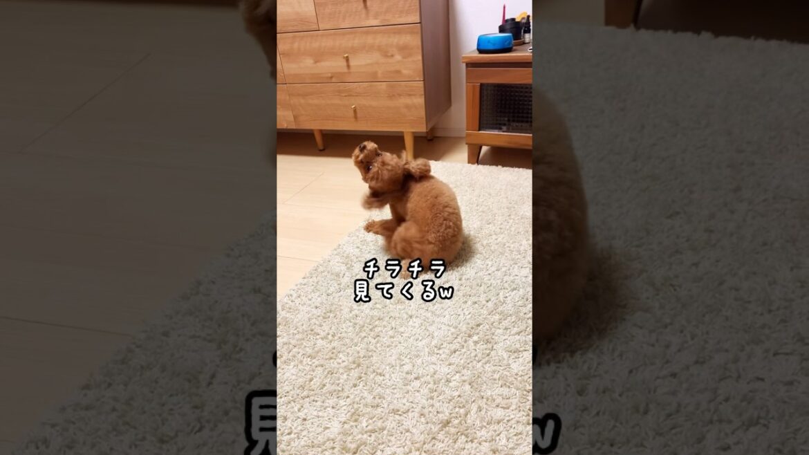 こっそーり見てくるトイプードル こっそーり見てくるトイプードル