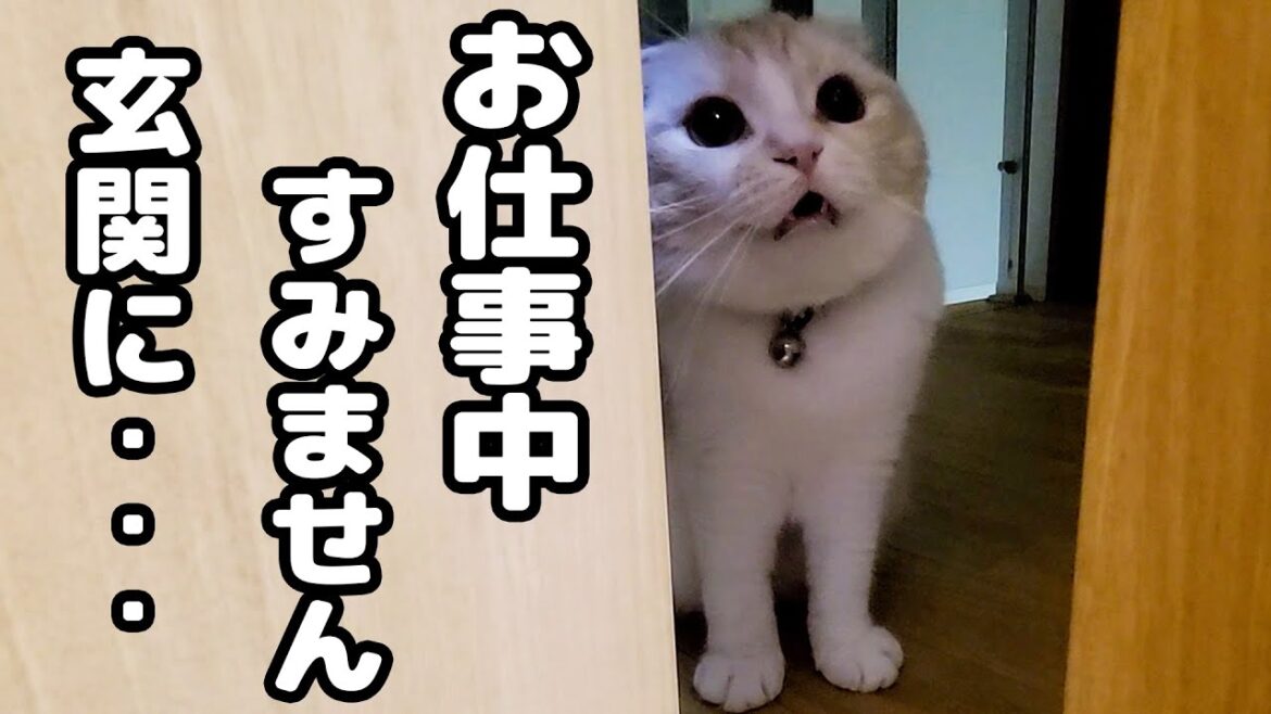 深夜に何かを教えにきた猫について行ってみると… 深夜に何かを教えにきた猫について行ってみると...