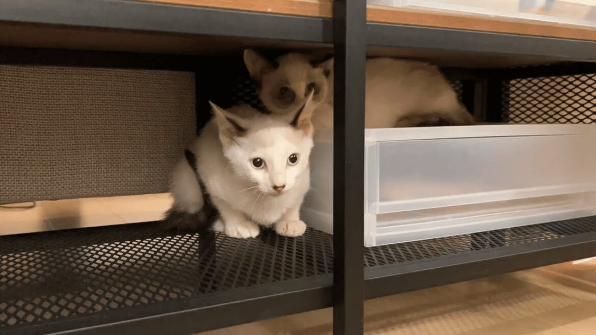 生後3か月のシャムミックスの子猫が2匹やってきた！新卒カップルと子猫。