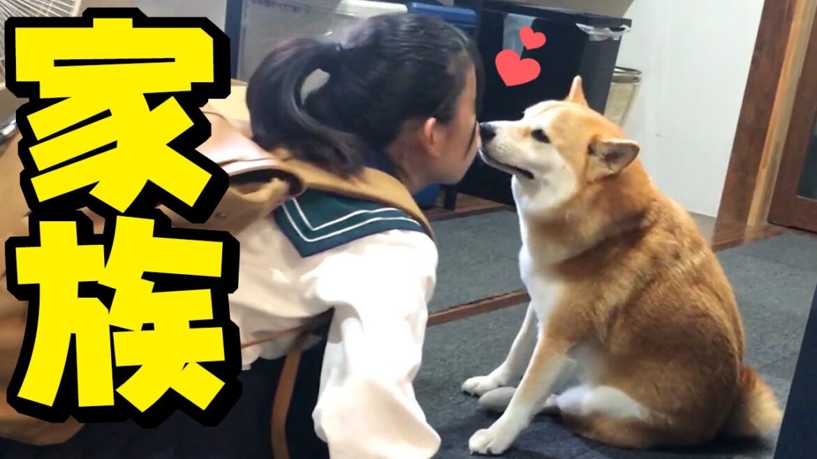 柴犬ちくわの新しい妹弟犬（家族）のお迎えについて…