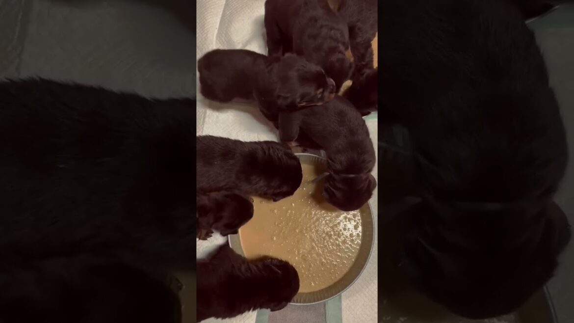 DKV Rottweilers Video Collection | 5V Litter First Feeding